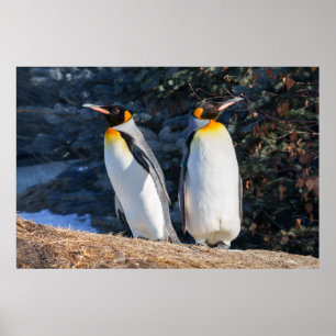 Póster Pareja de pingüinos rey contra un fondo invernal