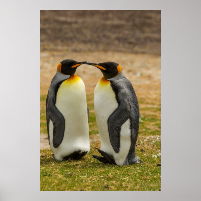 Póster Pareja de Pingüinos Reyes, Malvinas (Frente)