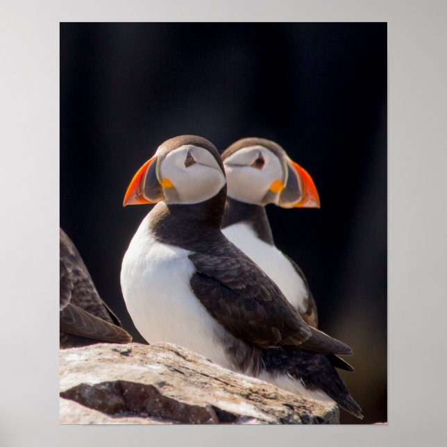 Póster Pareja de Puffins (Frente)