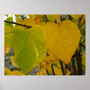 Póster Pareja de Redbud otoño deja fotografía de otoño