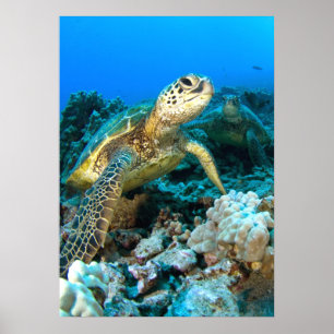 Póster Pareja de tortugas