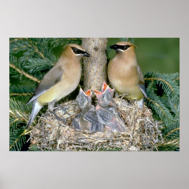 Póster Pareja de Waxwings de Cedar con jóvenes (Frente)