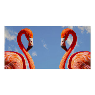 Póster Pareja flamingo caribeña