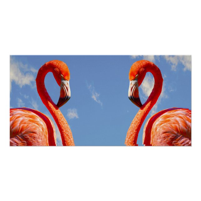 Póster Pareja flamingo caribeña (Anverso)