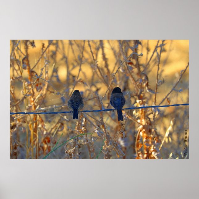 Póster Pareja romántica de aves gorriones, hasta 36"x24"  (Frente)
