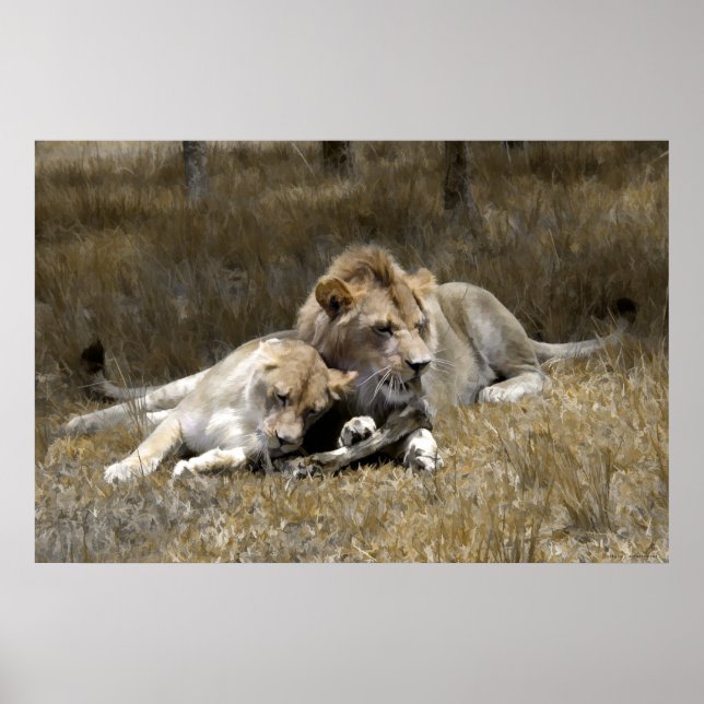 Póster Pareja Safari-Lion (Frente)