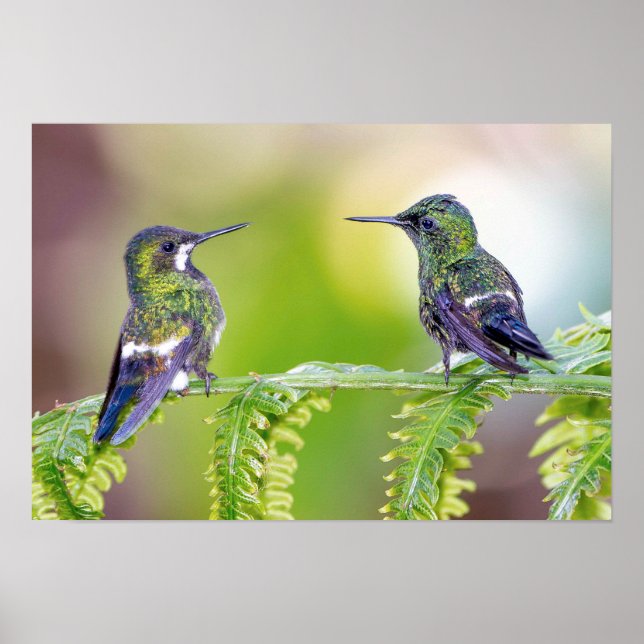 Póster Pareja verde de colibrí en una hoja (Frente)