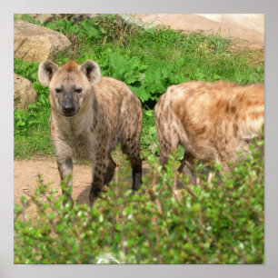 Póster Pares de poster de los Hyenas