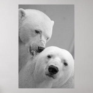 Póster Pares lindos del oso polar