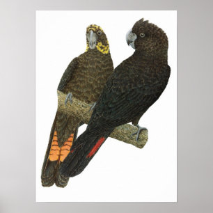 Póster Pares negros brillantes del Cockatoo