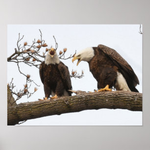 Póster Pares Vocalizing de Eagle calvo