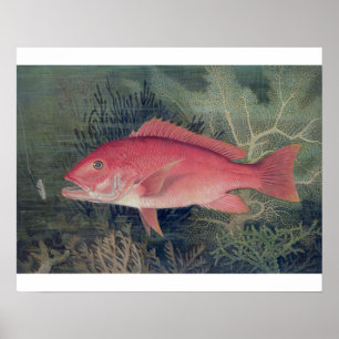 Póster Pargo Rojo, de 'Game Fishes of the United States