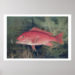Póster Pargo rojo, de 'pescados del estado unido