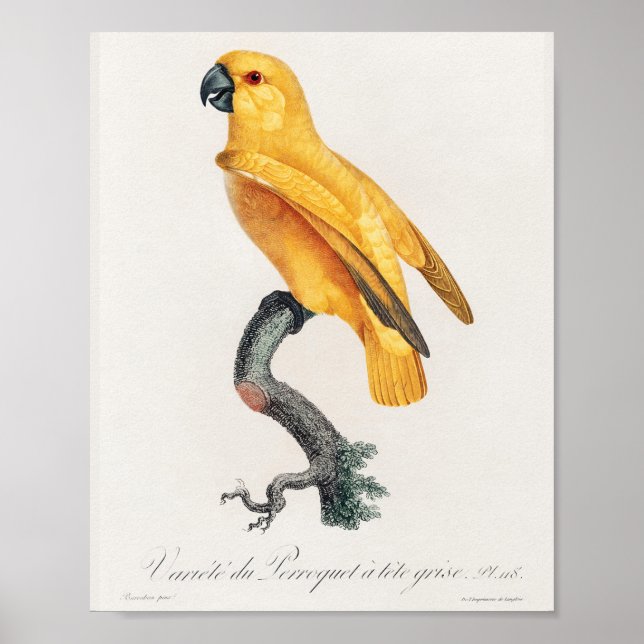 Póster Paro de Senegal (Frente)