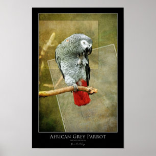 Póster Paro gris africano