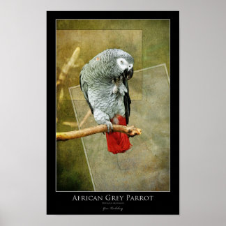 Póster Paro gris africano