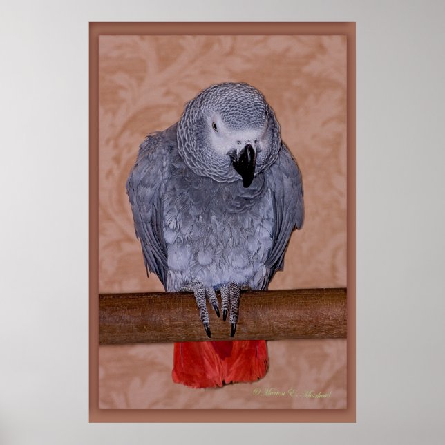 Póster Paro gris africano (Frente)