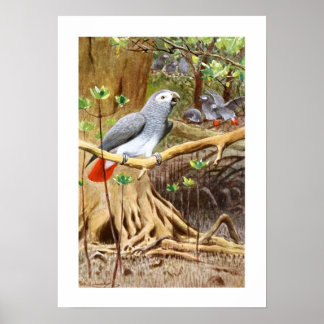 Póster Paro gris africano