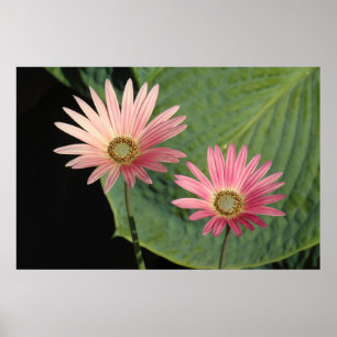 Póster Parque Bute de Daisies Africanos, Cardiff, Gales