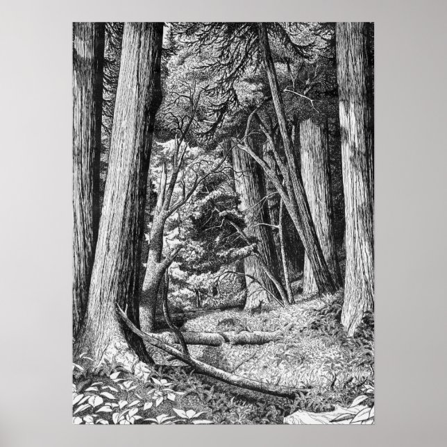 Póster Parque de secuoyas (Frente)