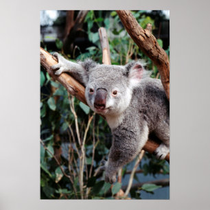 Póster Parque de Vida Silvestre Featherdale, Osos Koala