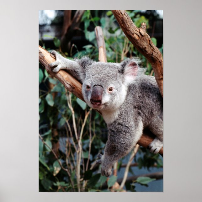 Póster Parque de Vida Silvestre Featherdale, Osos Koala (Frente)