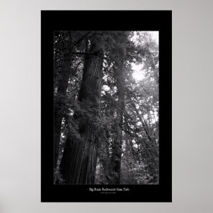 Póster Parque estatal de las secuoyas del Gran Cuenca