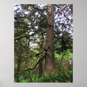 Póster Parque Estatal Ecola, Playa Cannon, Oregón