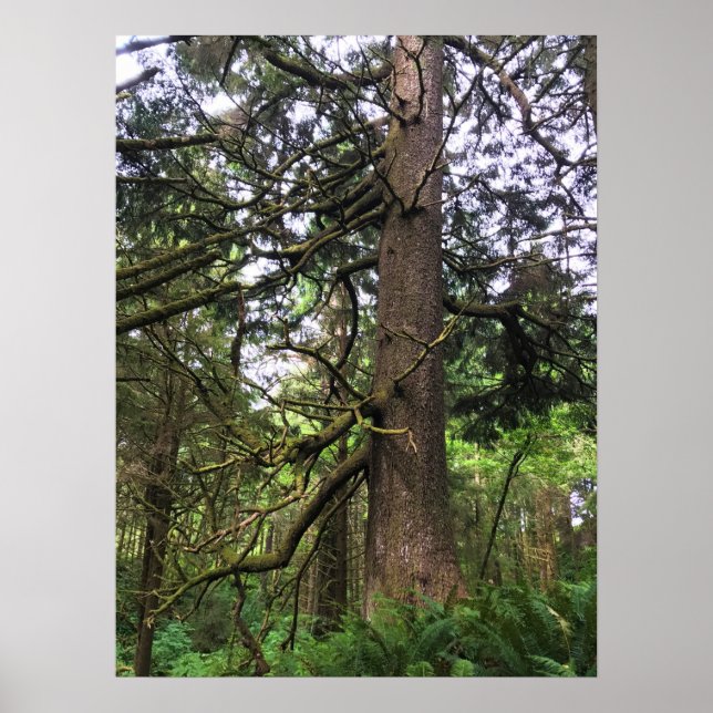 Póster Parque Estatal Ecola, Playa Cannon, Oregón (Frente)