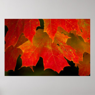 Póster Parque Estatal Itasca, Colores de Otoño 2