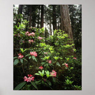Póster Parque Estatal Redwoods Costa Del Norte, Californi