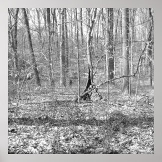 Póster Parque estatal Ridley Creek