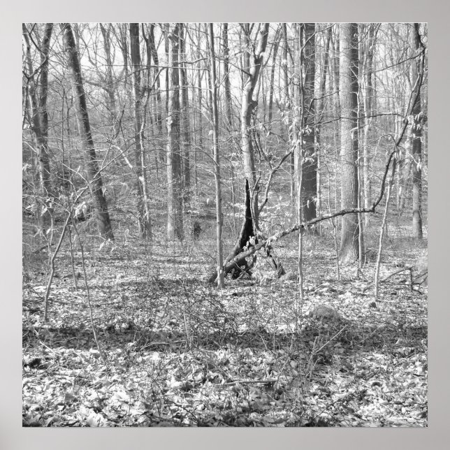 Póster Parque estatal Ridley Creek (Frente)