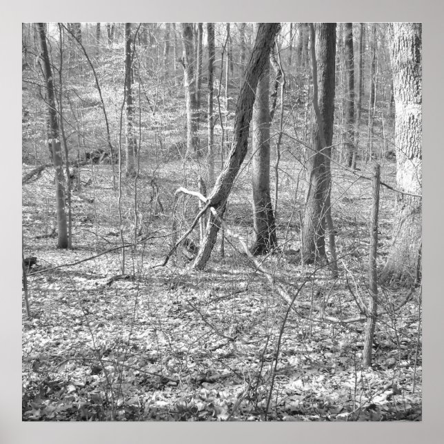 Póster Parque estatal Ridley Creek (Frente)