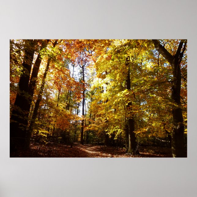 Póster Parque Greenbelt en la escena natural de Maryland  (Frente)