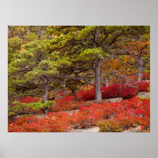 Póster Parque nacional Acadia, Maine (Frente)