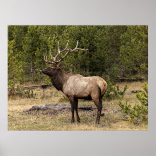 Póster Parque nacional Bull Elk Yellowstone, Wyoming
