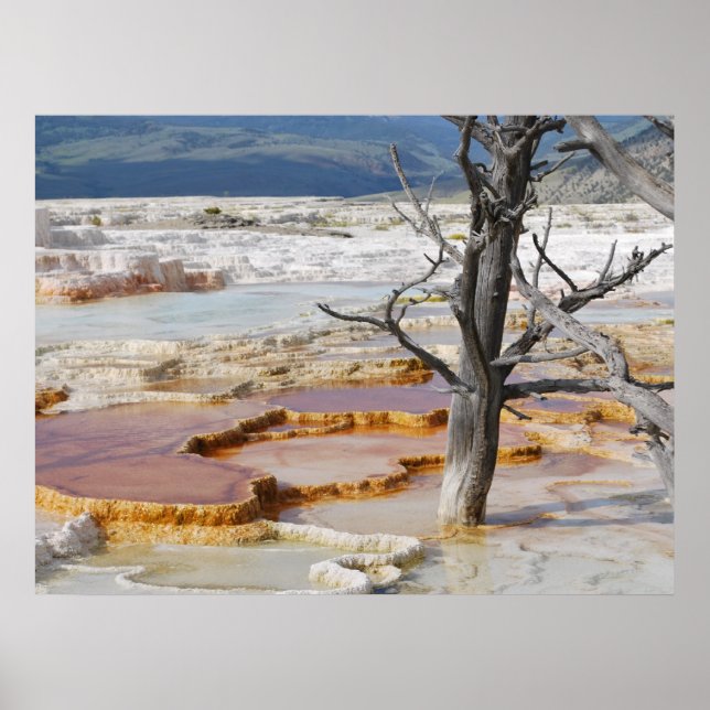 Póster Parque nacional Canary Springs Yellowstone (Frente)