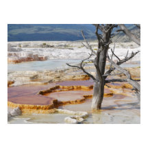 Parque nacional Canary Springs Yellowstone
