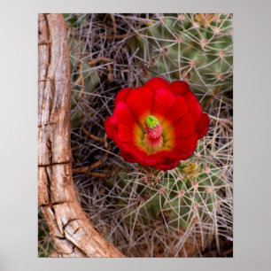 Póster Parque Nacional Capitol Reef, cactus copa de vino