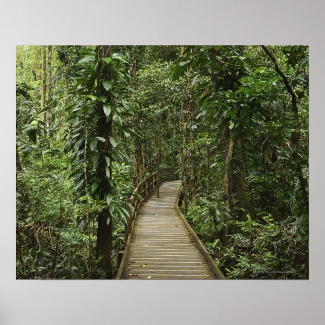 Póster Parque nacional Daintree (Patrimonio de la Humanid (Frente)