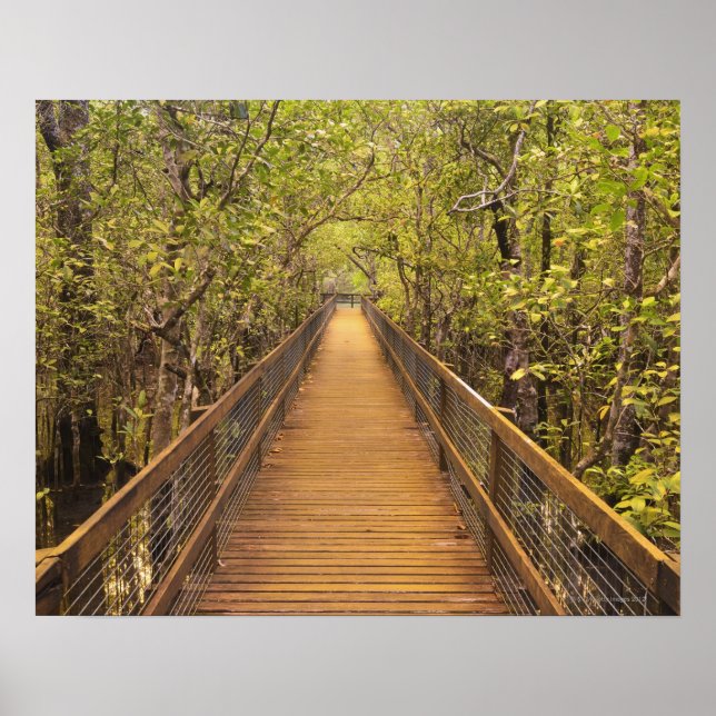 Póster Parque nacional Daintree Patrimonio de la Humanida (Frente)