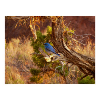 Póster Parque nacional de Arches