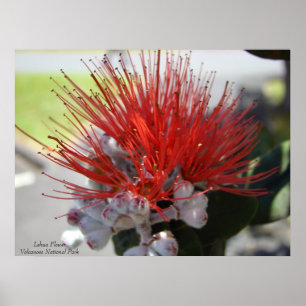 Póster Parque nacional de Lehua FlowerVolcano