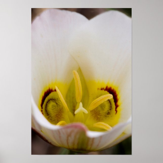 Póster Parque nacional de los arrecifes del Capitolio, Ut (Frente)