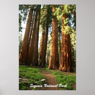 Póster Parque nacional de secoya