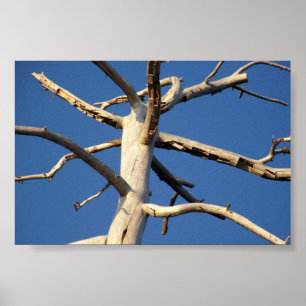 Póster parque nacional de secoya