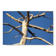 parque nacional de sequoia