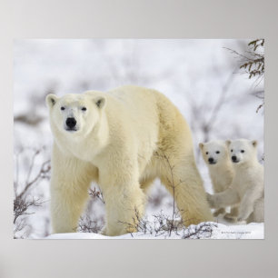 Póster Parque nacional de Wapusk, Canadá
