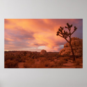 Póster Parque nacional del árbol de Joshua - Sunrise